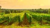 Image of Vineyards